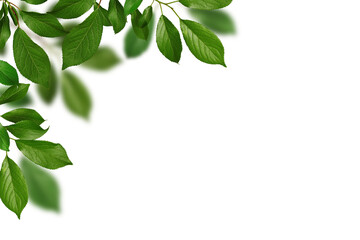Wall Mural - spring corner arrangement, frame. fresh green leaves of fruit tree as a frame isolated on white back