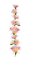 Wall Mural - Flower arrangement, collage. Pale pink rosehip flowers with buds  isolated on white background. Element for creating designs, cards, patterns, floral arrangements, wedding cards, invitations