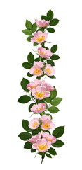 Wall Mural - Flower arrangement, collage. Pale pink rosehip flowers with buds and leaves isolated on white background. Element for creating designs, cards, patterns, floral arrangements, wedding cards, invitations