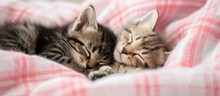 Two Adorable Kittens Are Peacefully Napping Together On A Pink Plaid Blanket.