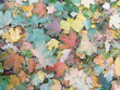 Autumn background: colorful wet maple leaves cover the ground