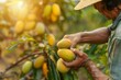 Farmer picking up mangoes in a field. Harvesting and agricultural concept