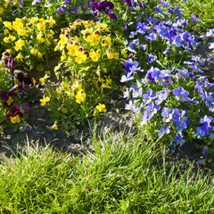 Wall Mural - Beautiful colorful pansies in the garden.