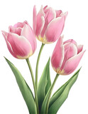 Fototapeta Tulipany - Illustration of easter pink tulips