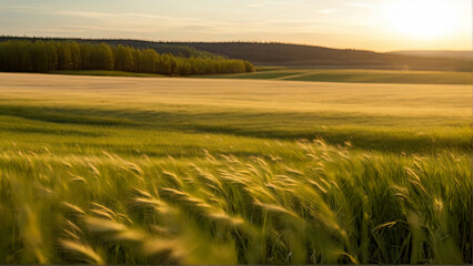 Wall Mural - Cereal field in a sunny day. Generated AI