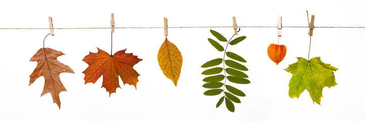 Wall Mural - autumn leaves hanging on clothespins on a rope isolated on white background, autumn banner, herbarium or leaves collection, natural colors