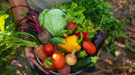 Sticker - A man farmer is harvesting vegetables in the garden. selective focus.