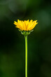 pojedynczy żółty kwiat na rozmytym tle podobny do topinamburu