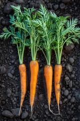 Wall Mural - Healthy organic carrots