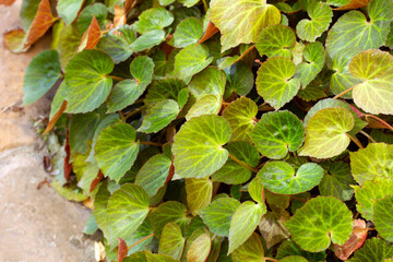 Wall Mural - Begonia chlorneura leaves in the garden