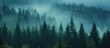 A photo of a foggy forest in Bohemian Sumava National Park, Czech Republic, filled with numerous trees on a misty morning.