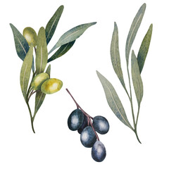 Wall Mural - Vector olive tree leaves, branch, watercolor green and black olives fruit isolated on white background. Hand painted floral illustration for wedding stationary, greetings, wallpapers, print, fabric.