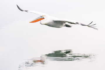 Wall Mural - pelicans flying low on the lake