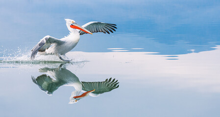 Wall Mural - pelican landing on the water