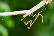 Brown Brazilian praying mantis (Stagmatoptera binotata, family Mantidae), well camouflaged, hanging from a small branch. Brazilian Indian territory Tapajos Arapiuns. Para, Brazil.
