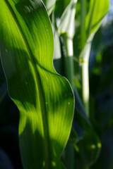 Wall Mural - vertical close up of corn plant leaves