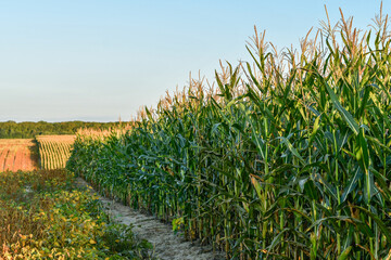 Wall Mural - The edge of corn or maize field in autumn. Agricultural concept.