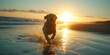 © dreamalittledream - Golden Retriever running, splashing, swimming and full of joy in the sunshine sunrise. Closeup, Short focus, premium, cinematic, professional style joyful photography shot.