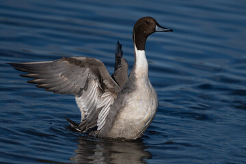 Wall Mural - Northern Pintail Duck Male Wings Up Finishing a Bath