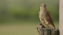 Common Kestrel In The Wild. The Falcon Is Sitting On A Tree Branch 