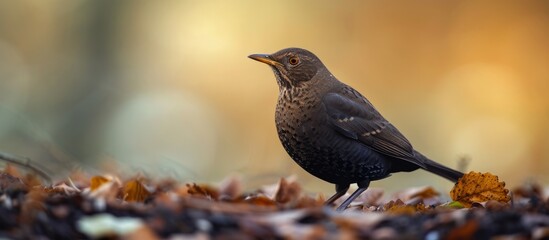 Sticker - Majestic bird perched gracefully on a colorful foliage mound in the autumn forest