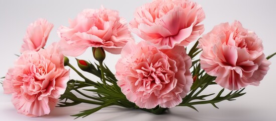 Pink carnation flower isolated on white background