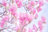Fototapeta Kwiaty - Magnolia flowers with elegant pink petals blooming in spring fabulous garden, mysterious fairy tale springtime floral natural background with magnoliaceae bloom, beautiful nature park landscape.