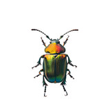 Fototapeta Motyle - Green and Yellow Beetle on White Background