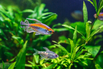 Sticker - A green beautiful planted tropical freshwater aquarium with fishes.A Congo tetra, Phenacogrammus interruptus, with water plants.