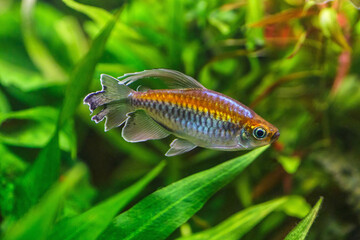 Sticker - A green beautiful planted tropical freshwater aquarium with fishes.A Congo tetra, Phenacogrammus interruptus, with water plants.