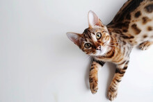 Bengal Cat Looking Inquisitively Up At The Camera, Isolated On White Background.