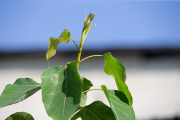 Poster - close up leaves on sky background