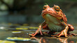 funny 3D frog character