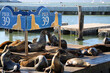 Sea lions on pier 39