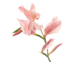 Fototapeta Tulipany - Gladiolus flowers, Pink gladiolus blooming on branch isolated on white background, with clipping path