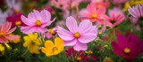 Fototapeta Krajobraz - A vibrant assortment of flowers, including magenta blooms, spring from the grassy field. These flowering plants add a burst of color to the terrestrial landscape