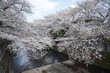 恩田川に覆いかぶさるように咲く満開の桜5