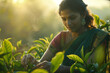 A woman plucking tea leaves from the plantation in the morning 