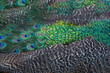 Green peacock feathers for a beautiful background
