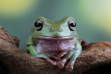 Wall Mural - Green tree frog on a branch, dumpy frog	