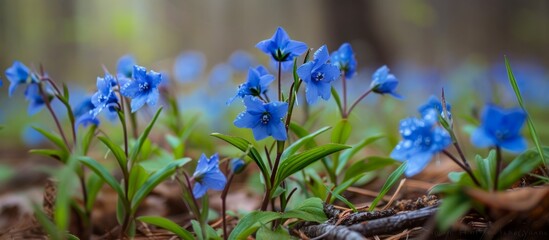 Poster - Beautiful blue flowers blooming in the enchanting forest surrounded by lush green trees