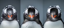 Mysterious Three Penguins With Striking Red Eyes And Elegant White Feathers In The Arctic