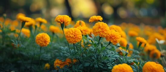 Canvas Print - Vibrant Yellow Flowers Blooming Beautifully in a Lush Garden