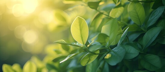 Poster - Vibrant green leaf with sunlight filtering through, nature close-up photography