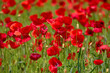Blooming poppy field detail, close-up with blurred red background, green furry sharp plant stems. Fresh flowers in the sunlight, spring gaiety, happiness.