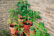 © David Pereiras - Close up of small vegetable garden on balcony corner of town apartment with varieties of green plants growing on a ceramic pots and brick wall on background. Urban sustainable organic garden concept.