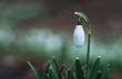 Ein geschlossenes Schneeglöckchen, freigestellt vor grünem Hintergrund. Makro Nahaufnahme einer Pflanze. Weiches Bokeh. Copyspace