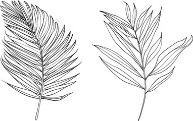 Wall Mural - Palm leaf line art. Contour drawing