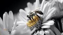 Close-up Photo Of A Cute Little Yellow Bee Sitting On A Daisies Flower, Honeybee Collecting The Pollen To Produce The Honey, Beauty Of A Spring Nature, Black And White Photography
