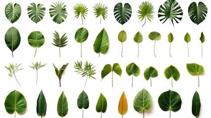 Poster - Various types of leaves arranged on a white background. Ideal for botanical projects